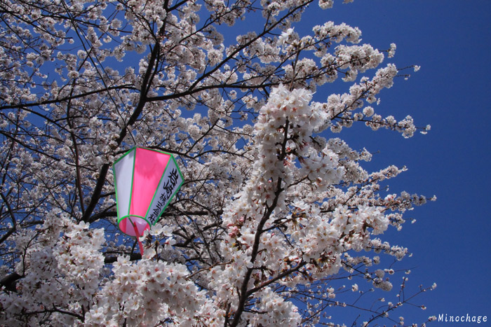 桜と青空（隅田川）