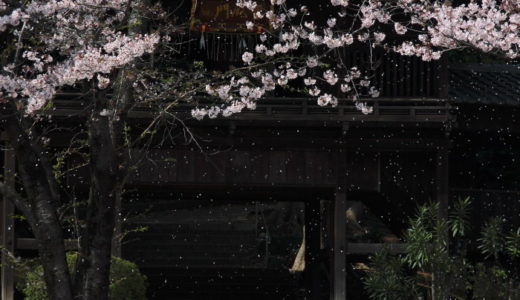 雪か桜か（中山法華経寺）