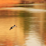 上野・不忍池　－　鴨の滑空