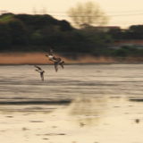 谷津干潟：　鴨の群