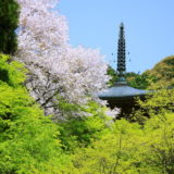 京都：　春から夏へ（神護寺）