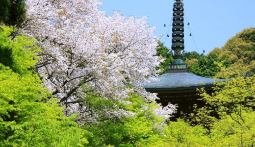 京都：　春から夏へ（神護寺）