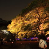京都：　青蓮院のライトアップ