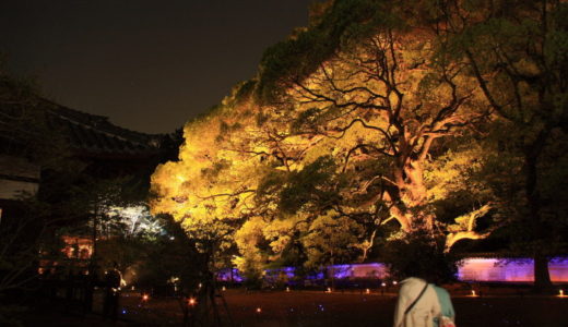 京都：　青蓮院のライトアップ