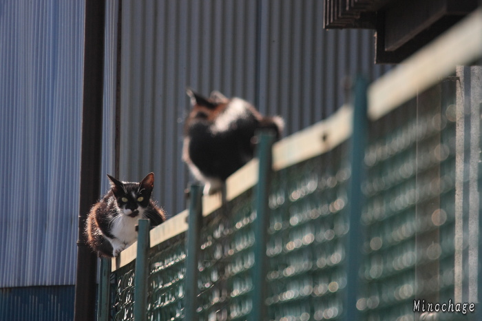 いつもフェンスの上にいるネコ君