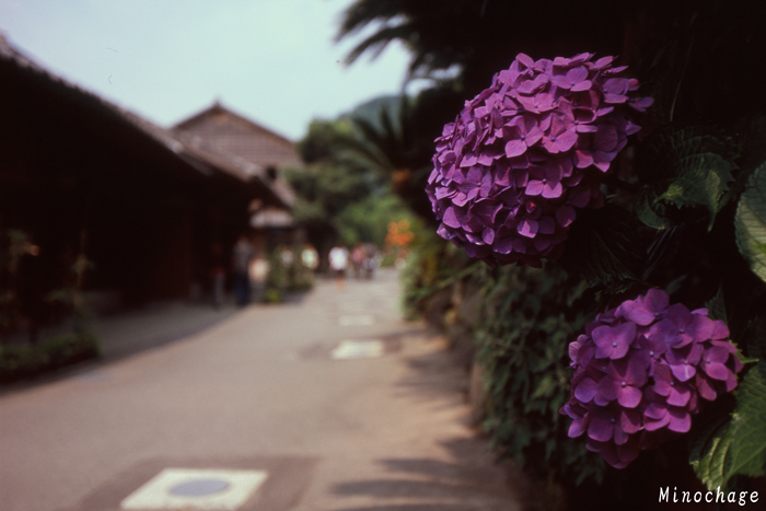 仙厳園の紫陽花