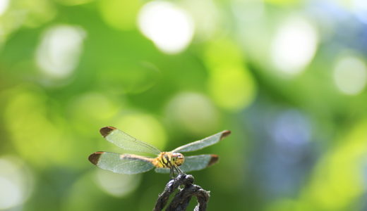 真夏の蜻蛉（TAMRON 90mm Macro）