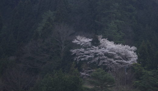 山の一本桜を求めて（山梨県笹子）