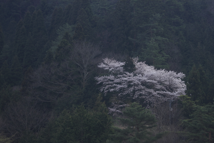 山の一本桜