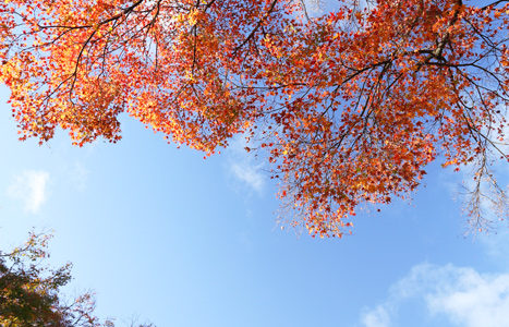秋の京都でお散歩 (仁和寺)