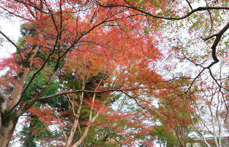 秋の京都でお散歩 (毘沙門堂)