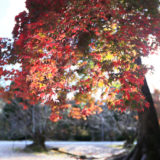 秋の京都でお散歩 (仁和寺２)