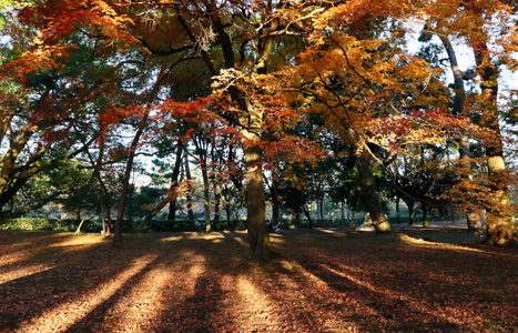 秋の京都でお散歩（京都御苑）