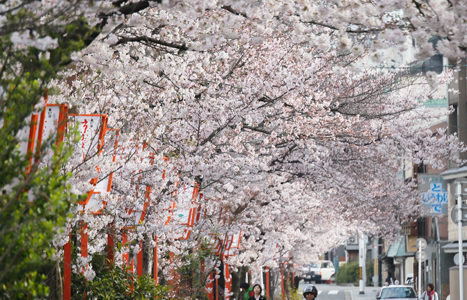 京都：　初めての春 (1)