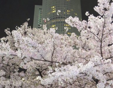 名古屋駅前の夜桜