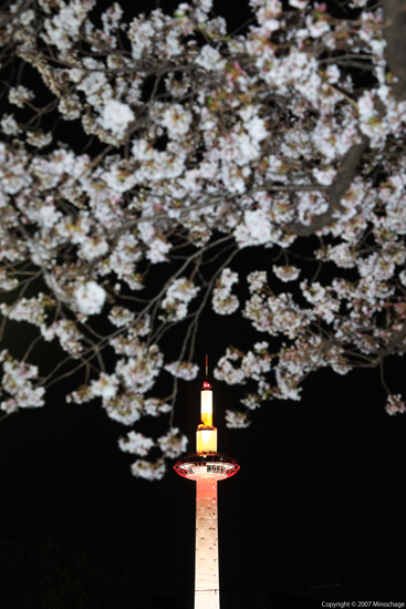 京都タワー&桜