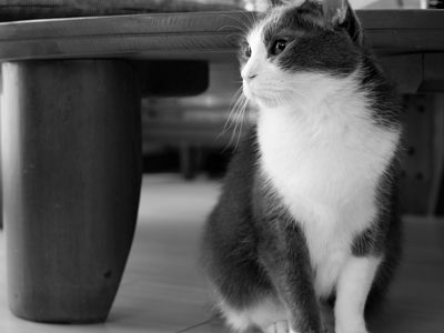 飼い猫グレピの神経障害と治療