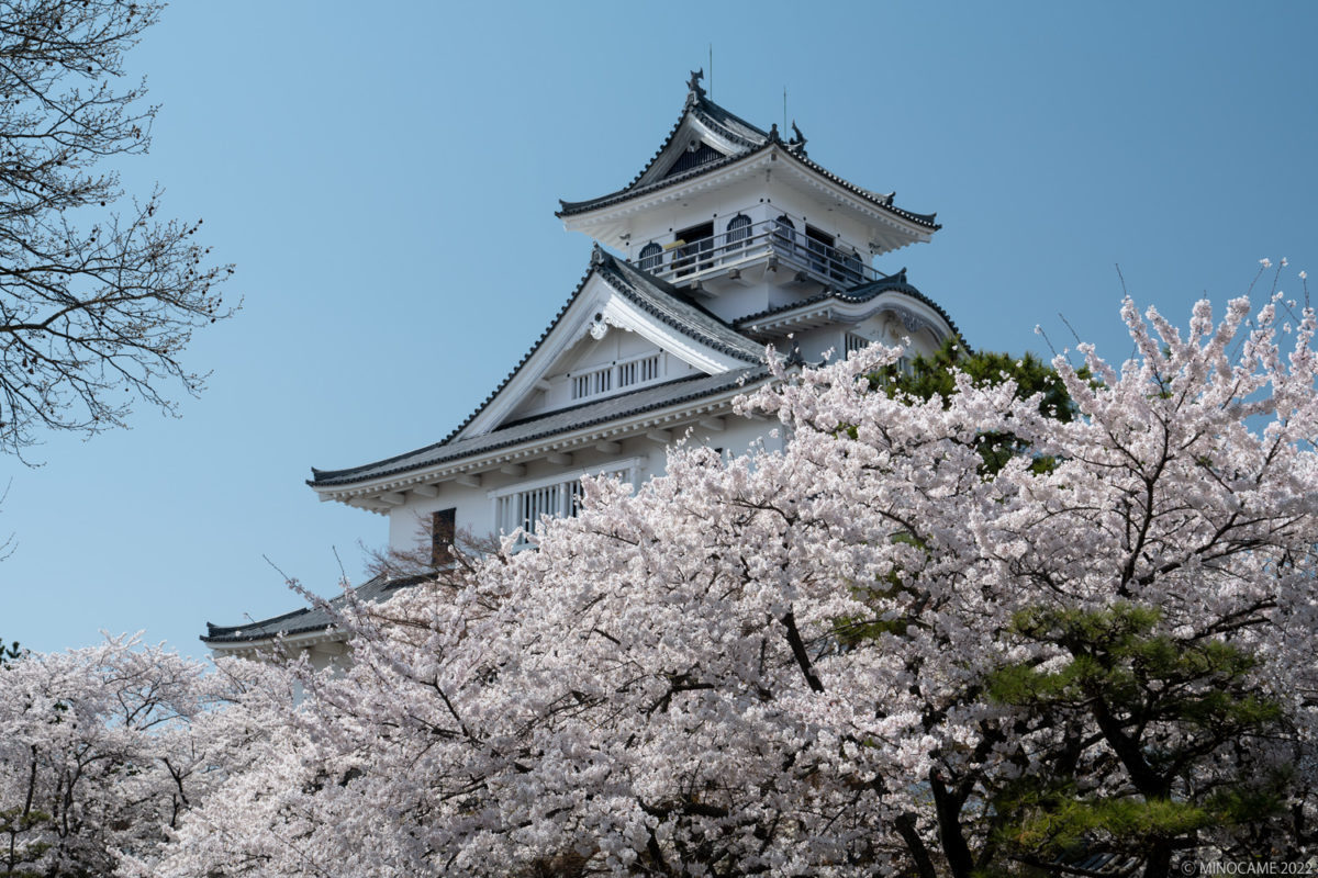 桜咲く長浜城