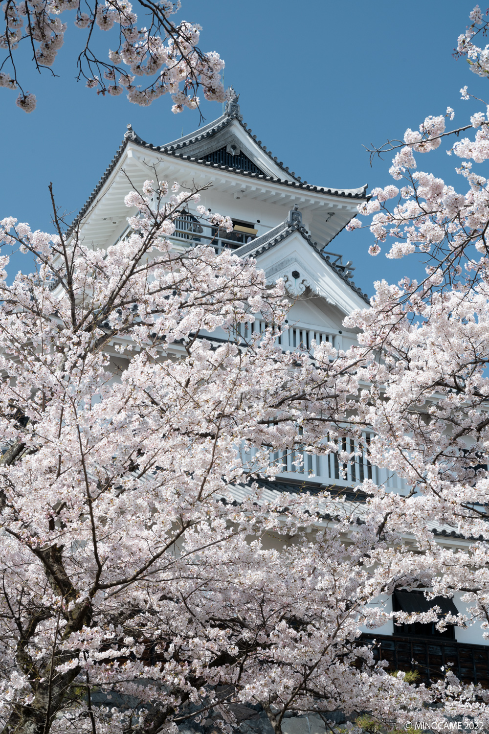 Nagahama Castle with Cherry Blossom