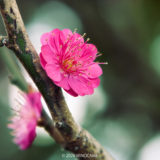 亀戸天神で撮った紅梅