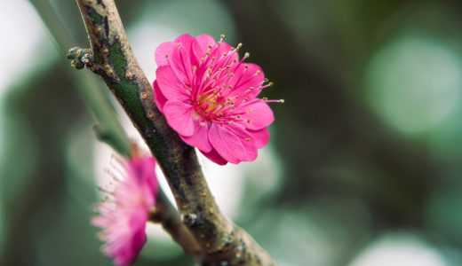 お隣の滋賀県に撮影に